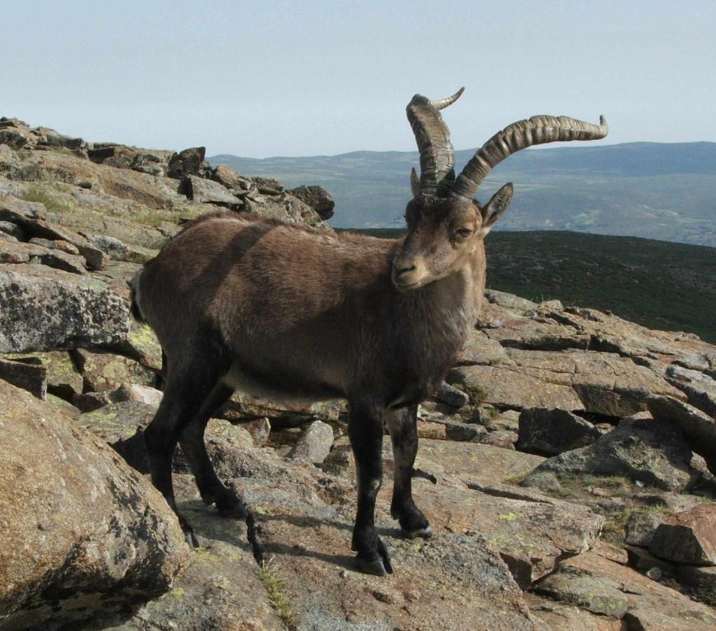 La Nava De Gredos Acogedor Piso Con Vistas Apartamento Navarredonda de Gredos Exterior foto